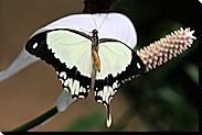 Mir unbekannter Schmetterling